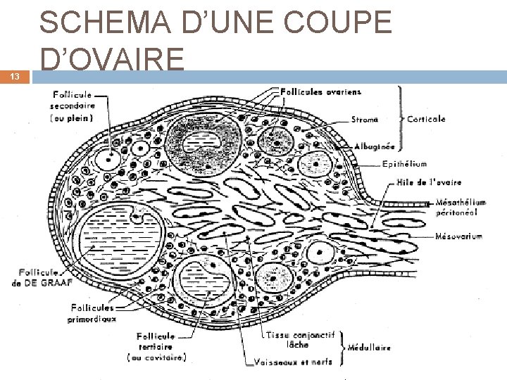 13 SCHEMA D’UNE COUPE D’OVAIRE 