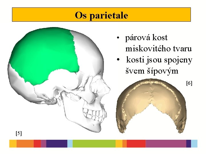 Os parietale • párová kost miskovitého tvaru • kosti jsou spojeny švem šípovým [6]