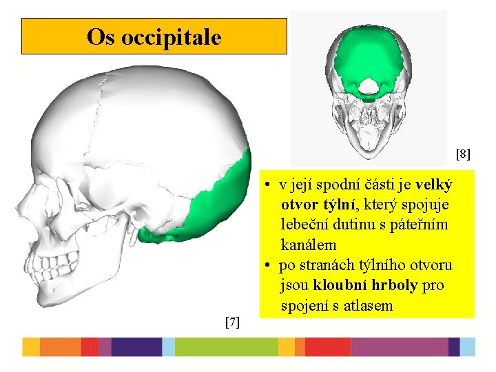 Os occipitale [8] • v její spodní části je velký otvor týlní, který spojuje