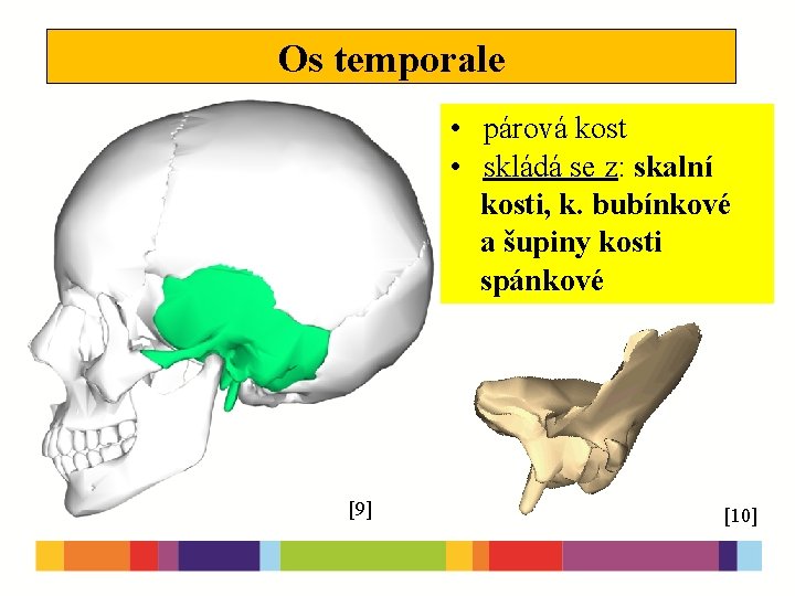 Os temporale • párová kost • skládá se z: skalní kosti, k. bubínkové a