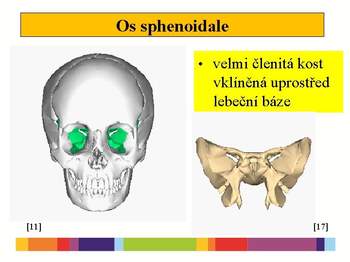 Os sphenoidale • velmi členitá kost vklíněná uprostřed lebeční báze [11] [17] 