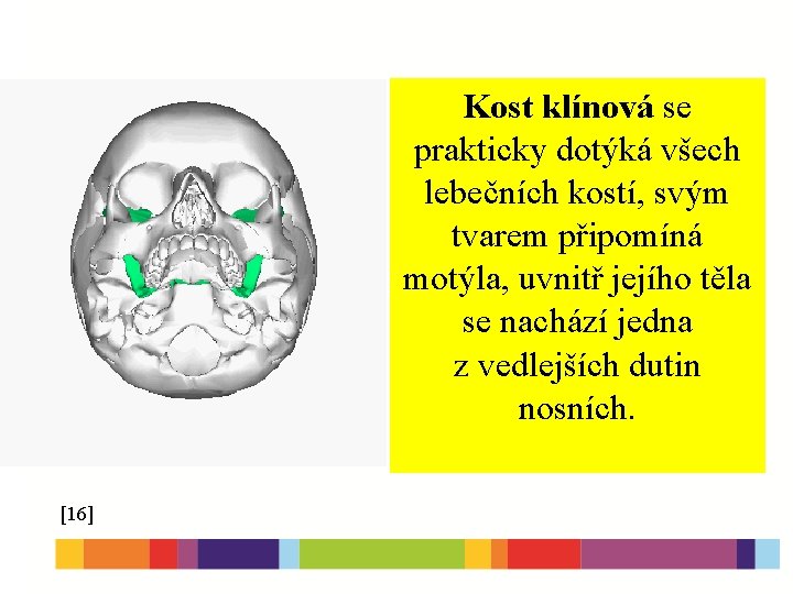 Kost klínová se prakticky dotýká všech lebečních kostí, svým tvarem připomíná motýla, uvnitř jejího