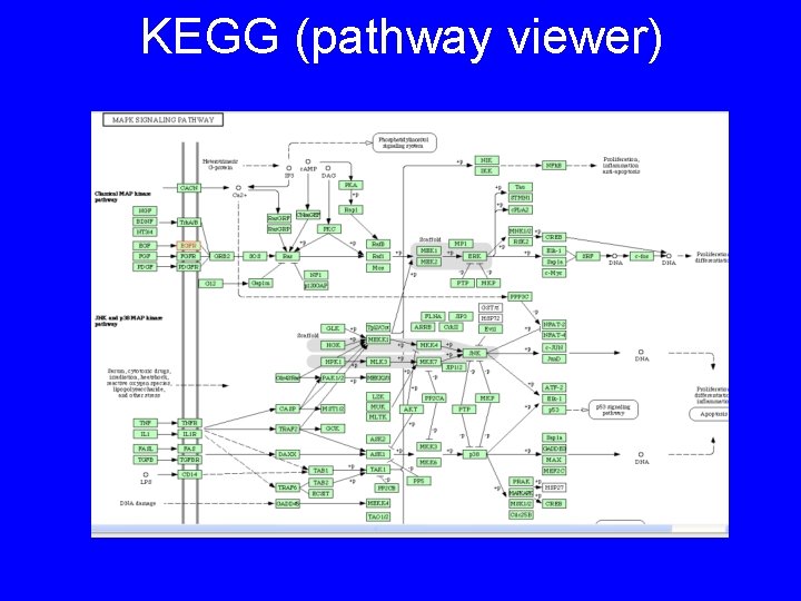 KEGG (pathway viewer) 