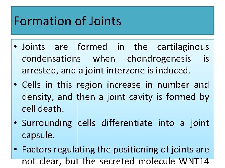Formation of Joints • Joints are formed in the cartilaginous condensations when chondrogenesis is