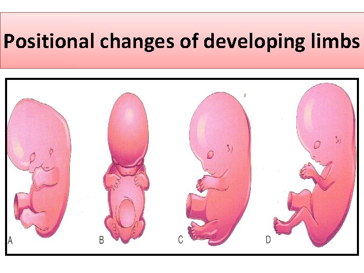 Positional changes of developing limbs 