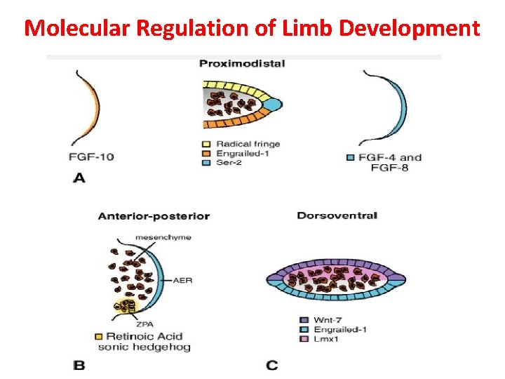 Molecular Regulation of Limb Development 