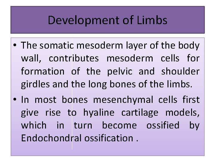 Development of Limbs • The somatic mesoderm layer of the body wall, contributes mesoderm