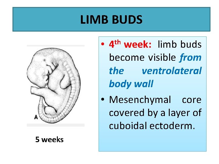 LIMB BUDS • 4 th week: limb buds become visible from the ventrolateral body