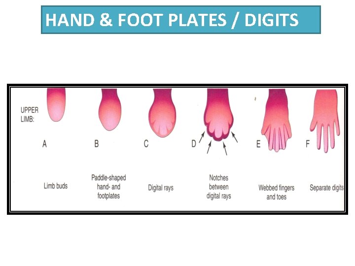 HAND & FOOT PLATES / DIGITS 