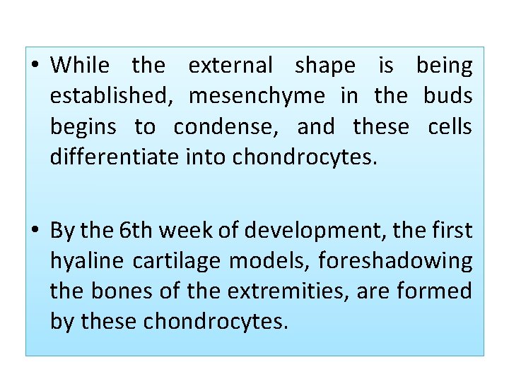  • While the external shape is being established, mesenchyme in the buds begins