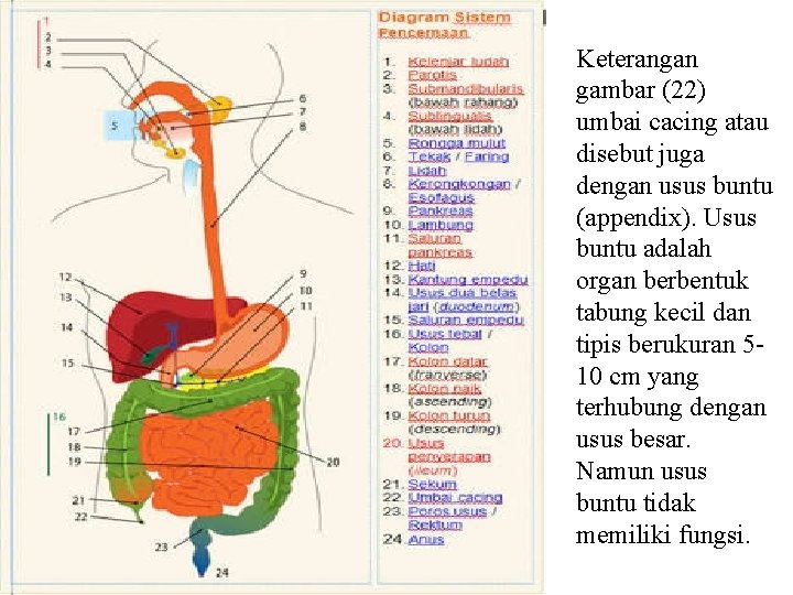 Keterangan gambar (22) umbai cacing atau disebut juga dengan usus buntu (appendix). Usus buntu