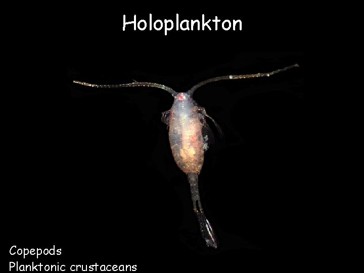 Holoplankton Copepods Planktonic crustaceans 