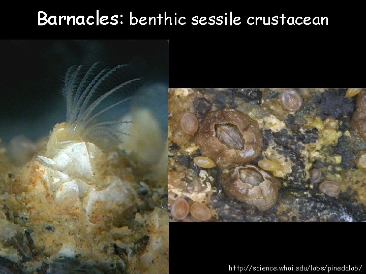 Barnacles: benthic sessile crustacean http: //science. whoi. edu/labs/pinedalab/ 