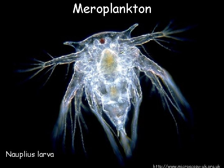 Meroplankton Nauplius larva 