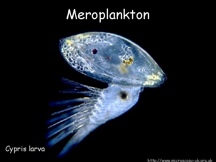 Meroplankton Cypris larva 