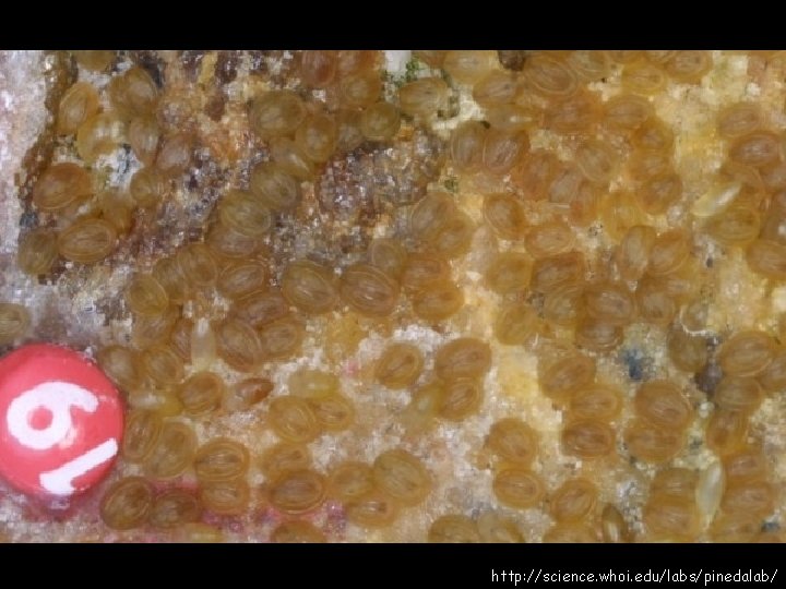 http: //science. whoi. edu/labs/pinedalab/ 