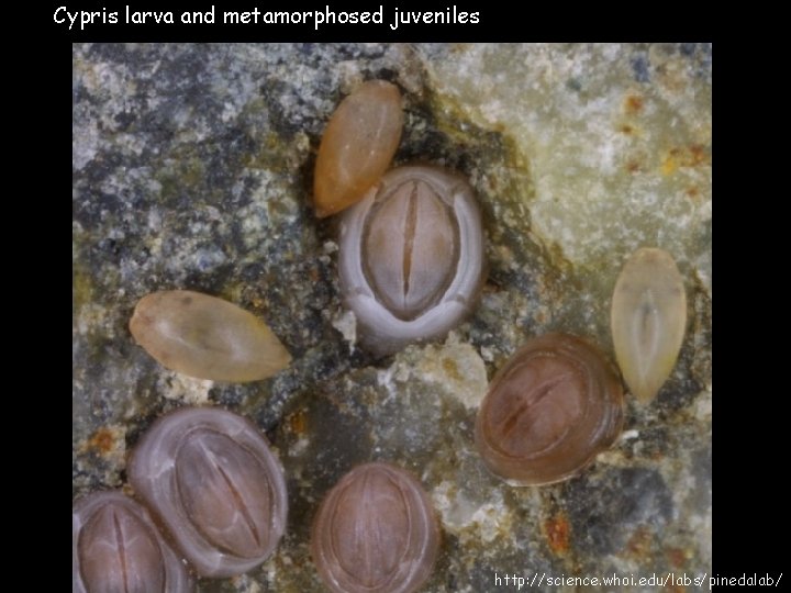 Cypris larva and metamorphosed juveniles http: //science. whoi. edu/labs/pinedalab/ 