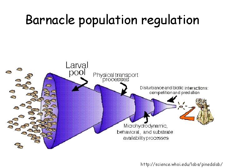 Barnacle population regulation http: //science. whoi. edu/labs/pinedalab/ 