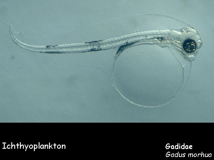 Ichthyoplankton Gadidae Gadus morhua 