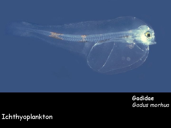 Gadidae Gadus morhua Ichthyoplankton 