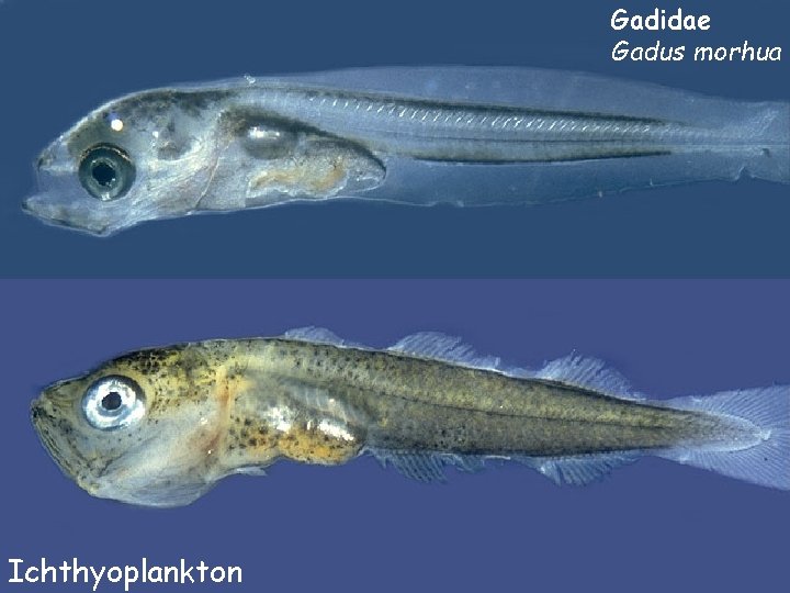 Gadidae Gadus morhua Ichthyoplankton 