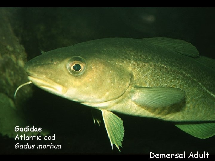 Gadidae Atlantic cod Gadus morhua Demersal Adult 