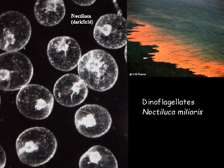 Dinoflagellates Noctiluca miliaris 