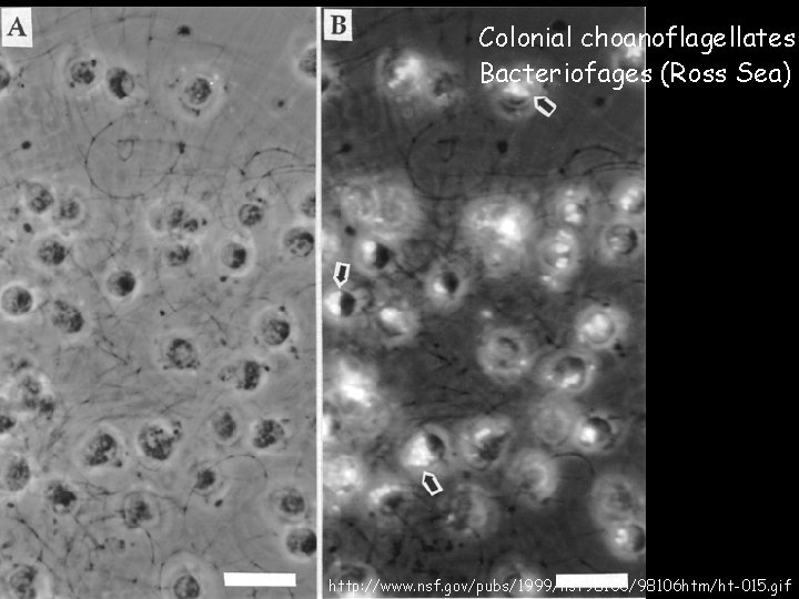 Colonial choanoflagellates Bacteriofages (Ross Sea) http: //www. nsf. gov/pubs/1999/nsf 98106/98106 htm/ht-015. gif 