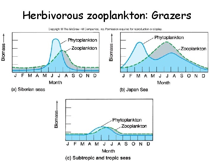 Herbivorous zooplankton: Grazers 