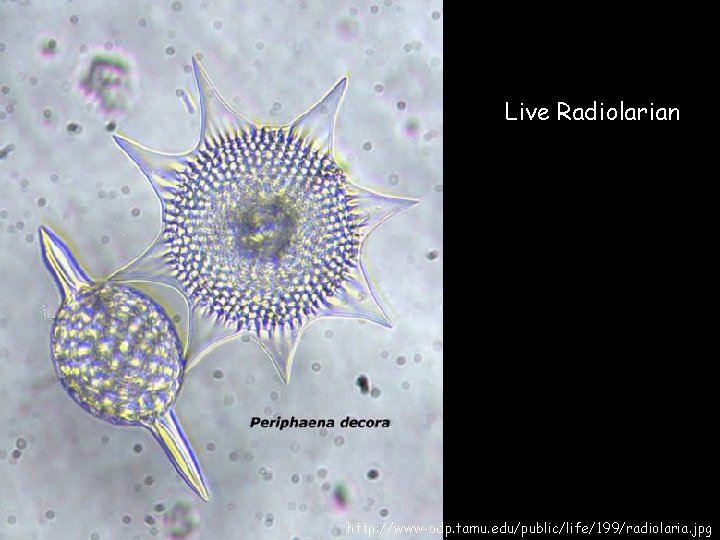 Live Radiolarian http: //www-odp. tamu. edu/public/life/199/radiolaria. jpg 