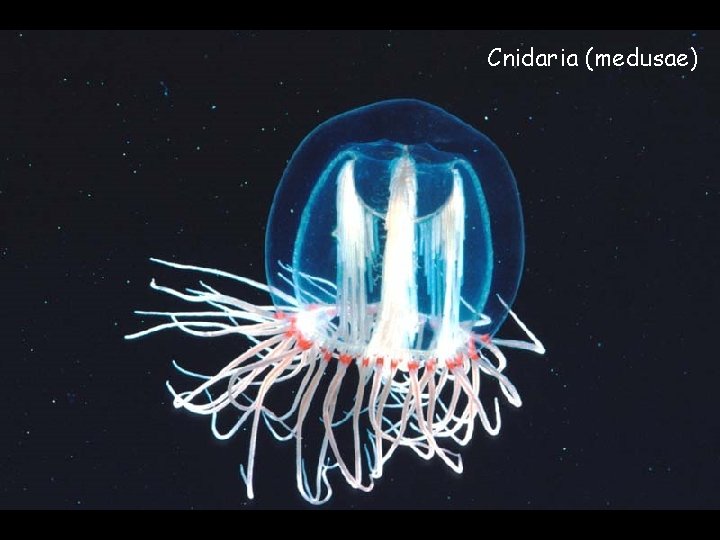 Cnidaria (medusae) 