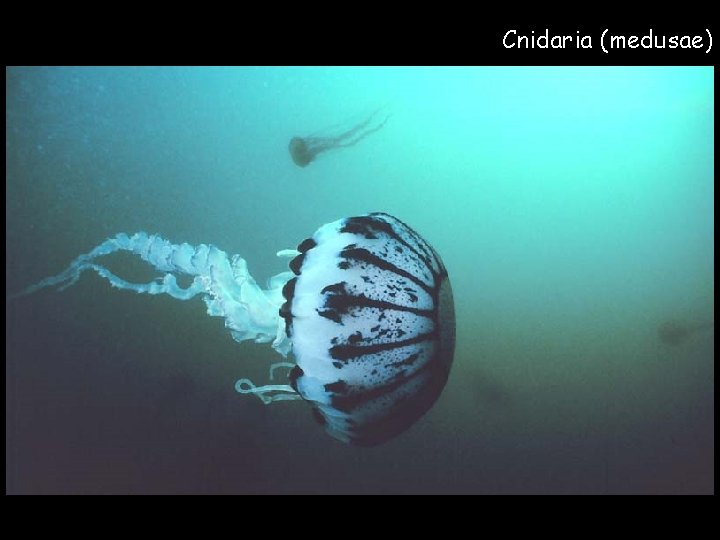 Cnidaria (medusae) 
