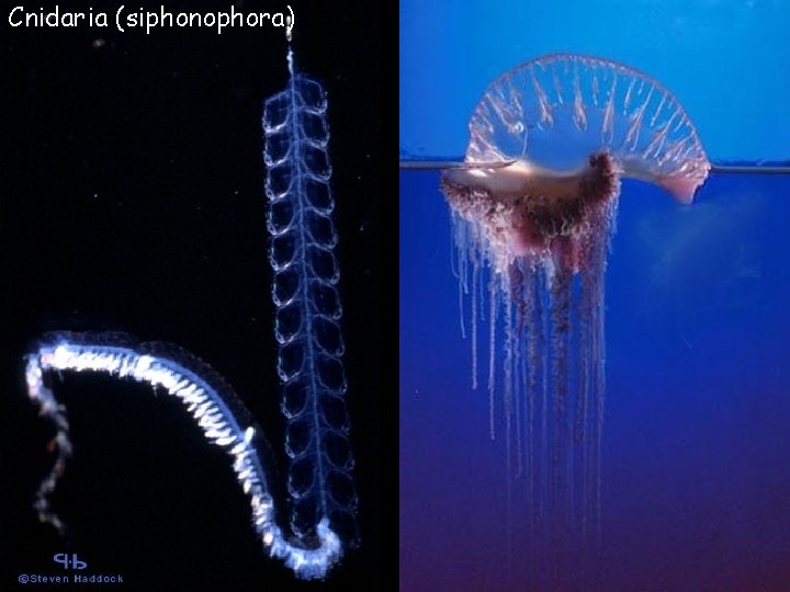 Cnidaria (siphonophora) 