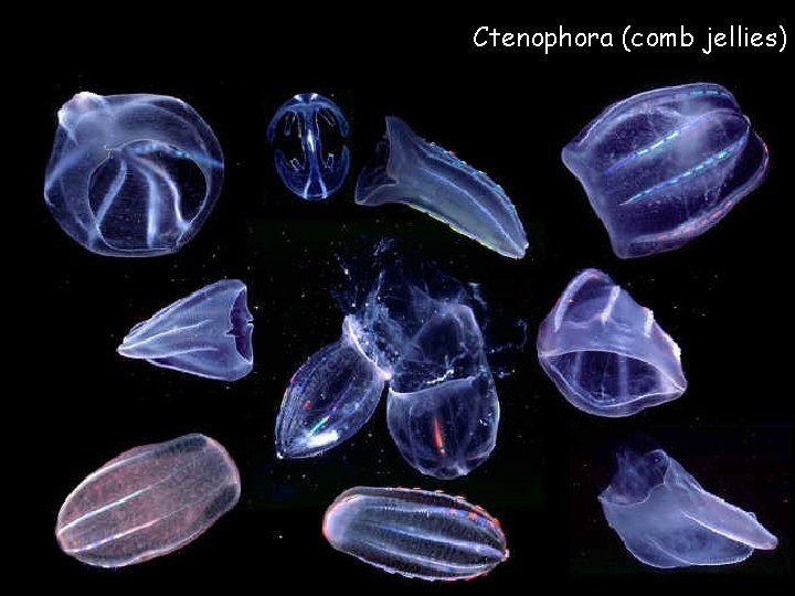 Ctenophora (comb jellies) 