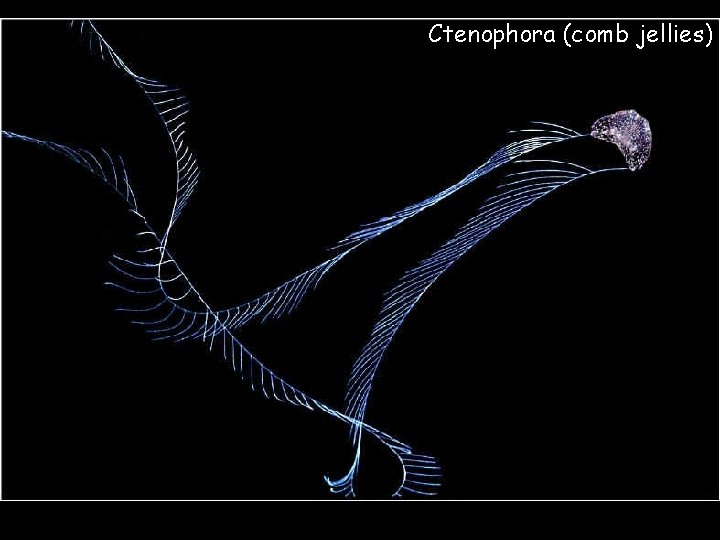 Ctenophora (comb jellies) 