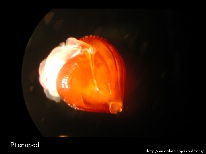 Pteropod • http: //www. mbari. org/expeditions/ 