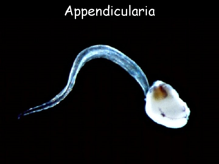 Appendicularia 