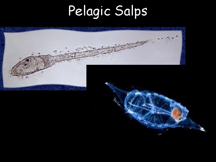 Pelagic Salps 