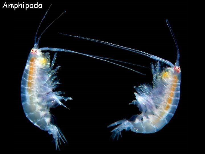 Amphipoda 