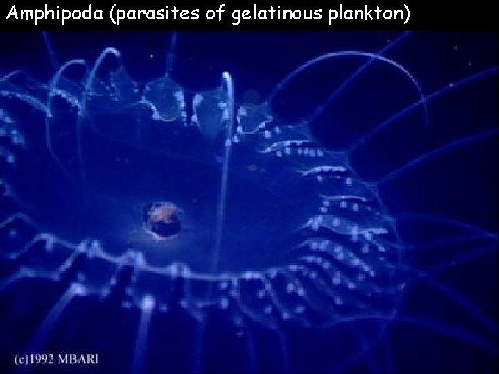 Amphipoda (parasites of gelatinous plankton) 