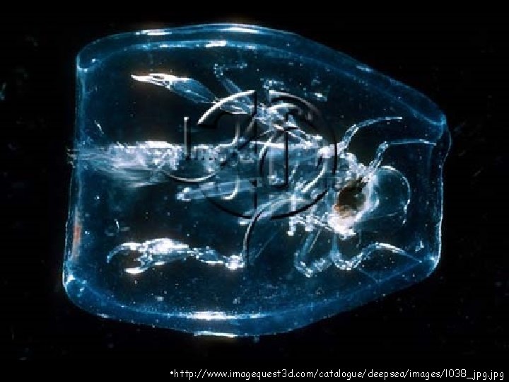  • http: //www. imagequest 3 d. com/catalogue/deepsea/images/l 038_jpg. jpg 