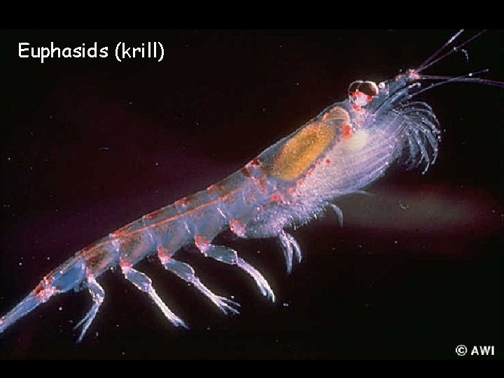 Euphasids (krill) 