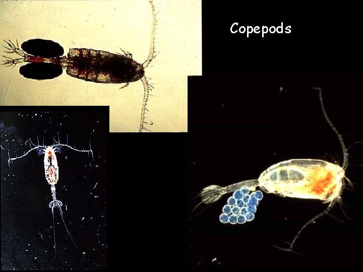 Copepods 