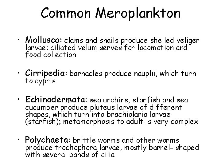 Common Meroplankton • Mollusca: clams and snails produce shelled veliger larvae; ciliated velum serves