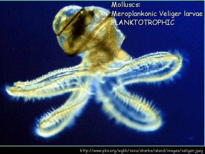 Molluscs: Meroplankonic Veliger larvae PLANKTOTROPHIC http: //www. pbs. org/wgbh/nova/sharks/island/images/veliger. jpeg 