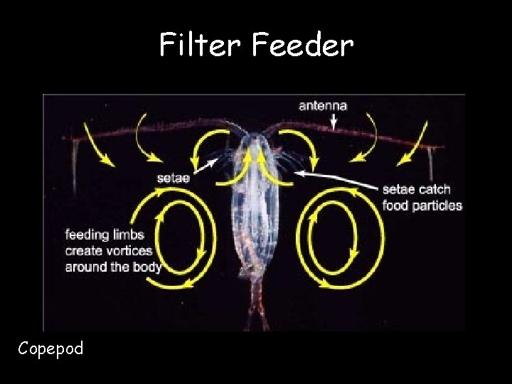 Filter Feeder Copepod 