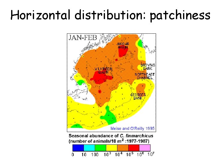 Horizontal distribution: patchiness 