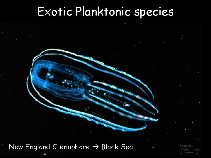 Exotic Planktonic species New England Ctenophore Black Sea 