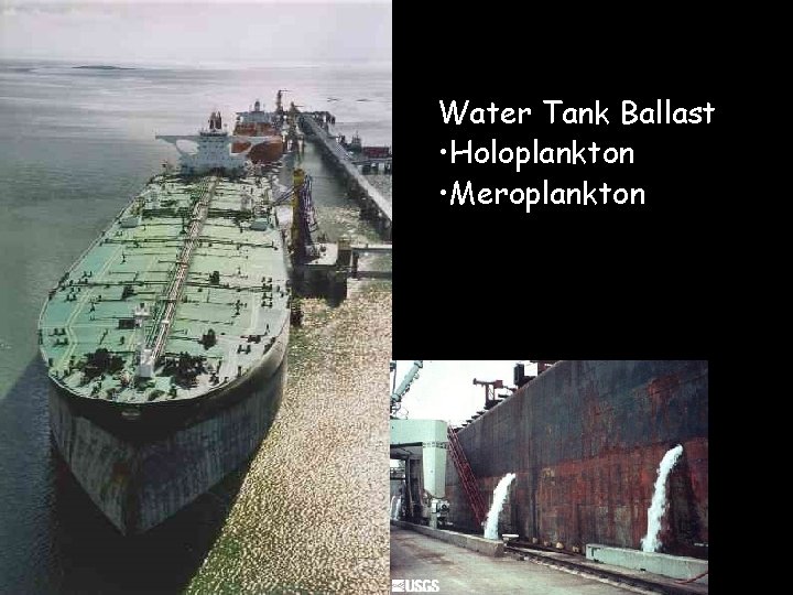 Water Tank Ballast • Holoplankton • Meroplankton 