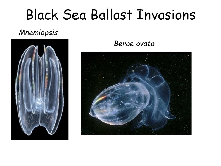 Black Sea Ballast Invasions Mnemiopsis Beroe ovata 